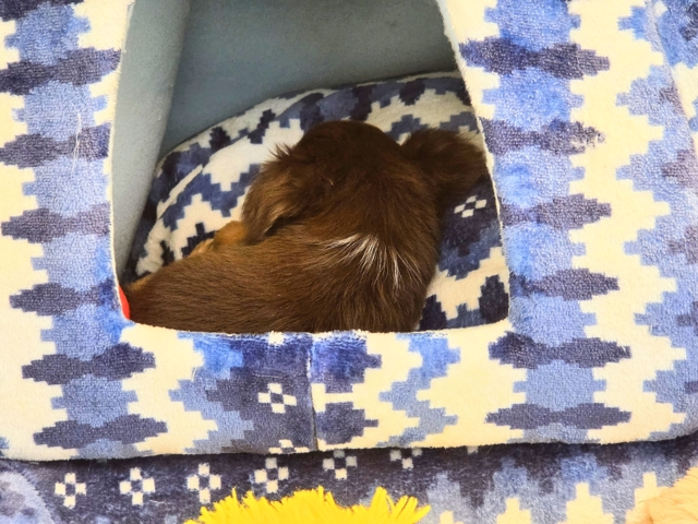 チワックス