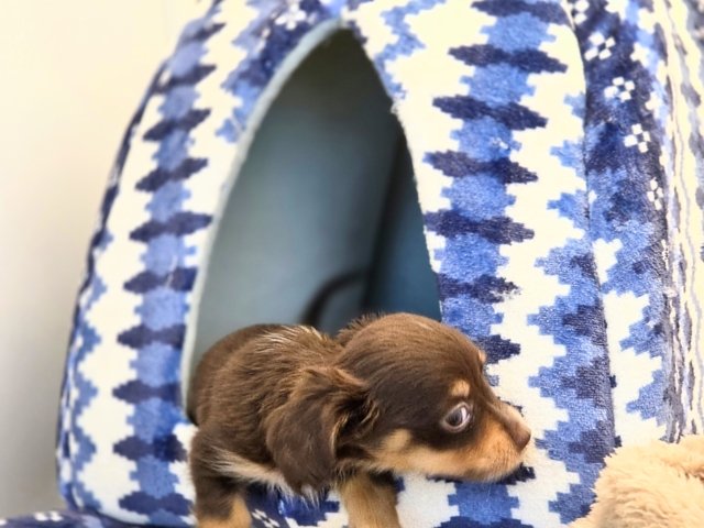 チワックス