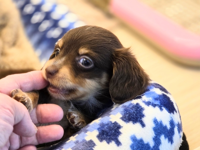 チワックス