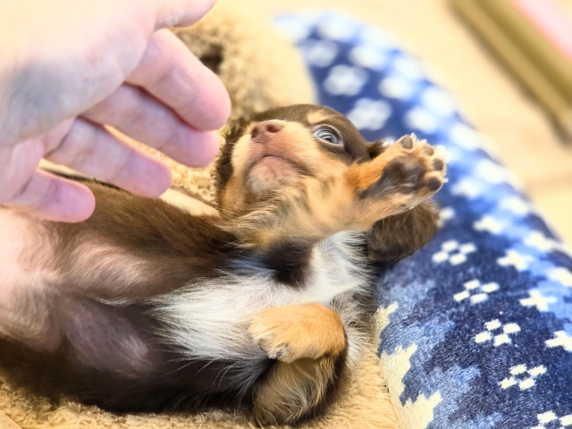 チワックス