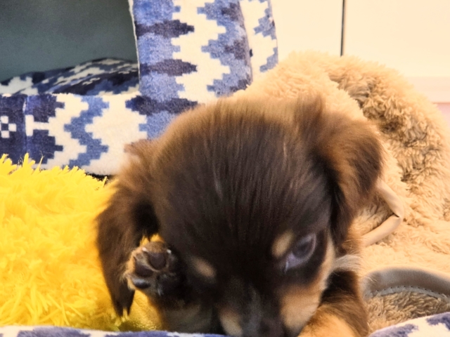 チワックス
