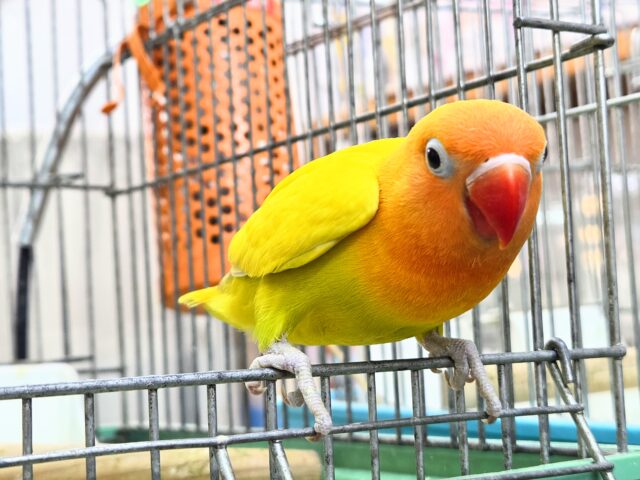 最新画像になります☆太陽サンサン☀️☀️☀️ ヤマブキボタンインコ(イエロー) ヤマブキボタンインコ