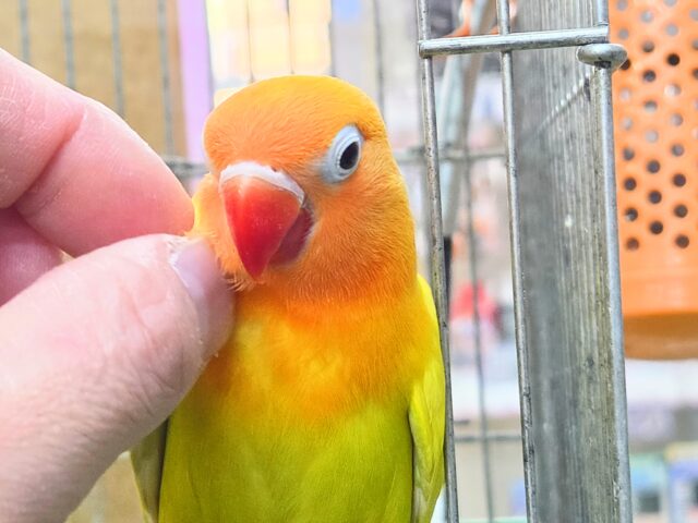 最新画像になります☆太陽サンサン☀️☀️☀️ ヤマブキボタンインコ(イエロー) ヤマブキボタンインコ