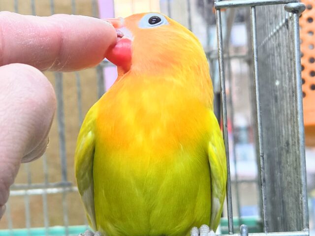 最新画像になります☆太陽サンサン☀️☀️☀️ ヤマブキボタンインコ(イエロー) ヤマブキボタンインコ