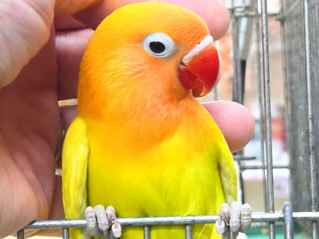 最新画像になります☆太陽サンサン☀️☀️☀️ ヤマブキボタンインコ(イエロー) ヤマブキボタンインコ