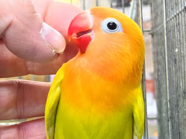 最新画像になります☆太陽サンサン☀️☀️☀️ ヤマブキボタンインコ(イエロー) ヤマブキボタンインコ