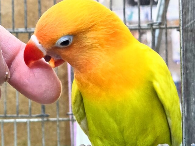 最新画像になります☆太陽サンサン☀️☀️☀️ ヤマブキボタンインコ(イエロー) ヤマブキボタンインコ