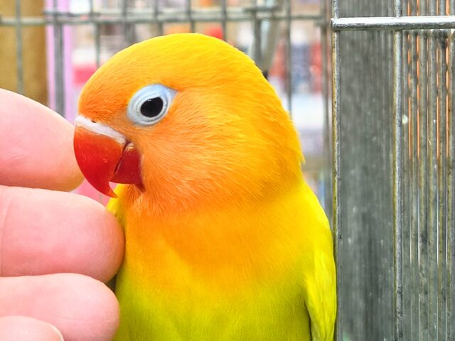 最新画像になります☆太陽サンサン☀️☀️☀️ ヤマブキボタンインコ(イエロー) ヤマブキボタンインコ