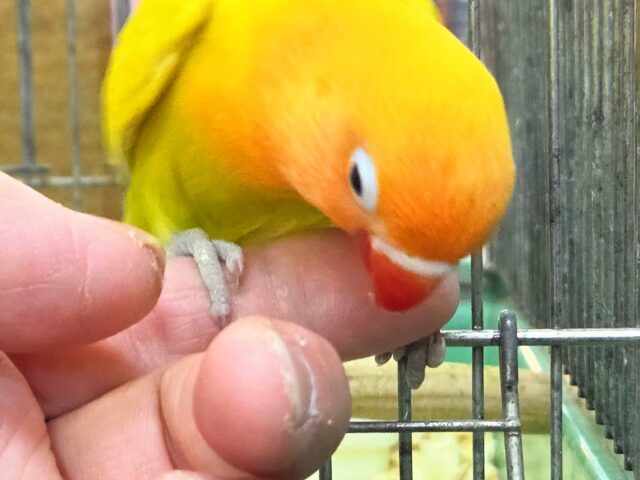 最新画像になります☆太陽サンサン☀️☀️☀️ ヤマブキボタンインコ(イエロー) ヤマブキボタンインコ