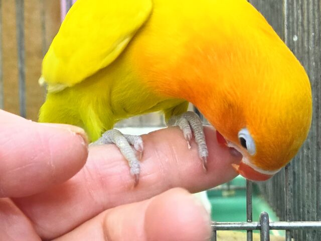 最新画像になります☆太陽サンサン☀️☀️☀️ ヤマブキボタンインコ(イエロー) ヤマブキボタンインコ