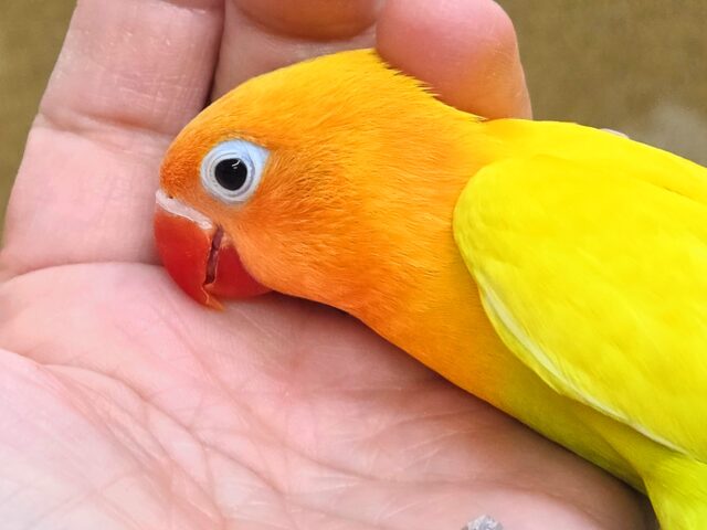 最新画像になります☆太陽サンサン☀️☀️☀️ ヤマブキボタンインコ(イエロー) ヤマブキボタンインコ
