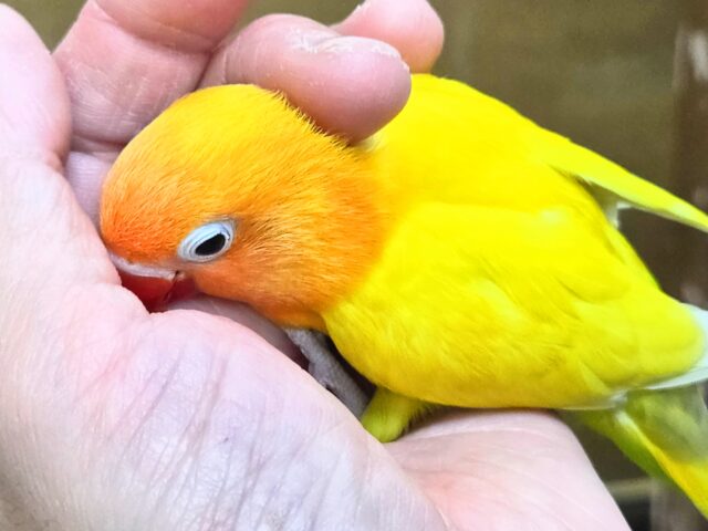 最新画像になります☆太陽サンサン☀️☀️☀️ ヤマブキボタンインコ(イエロー) ヤマブキボタンインコ