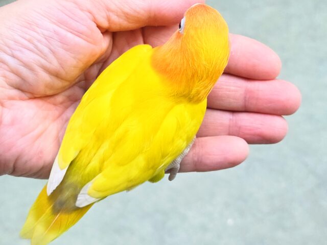 最新画像になります☆太陽サンサン☀️☀️☀️ ヤマブキボタンインコ(イエロー) ヤマブキボタンインコ