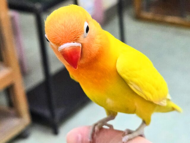 最新画像になります☆太陽サンサン☀️☀️☀️ ヤマブキボタンインコ(イエロー) ヤマブキボタンインコ
