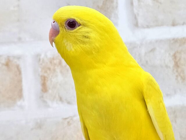 最新画像になります☆ハッピーイエロー💛🌼🎉 セキセイインコ(ルチノー) セキセイインコ