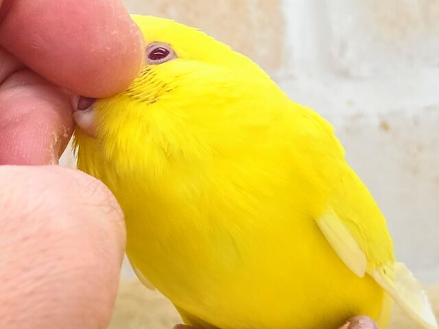 最新画像になります☆ハッピーイエロー💛🌼🎉 セキセイインコ(ルチノー) セキセイインコ