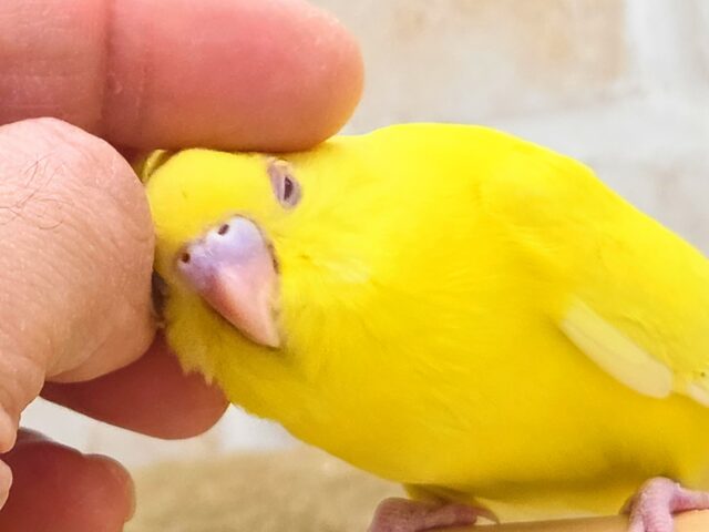 最新画像になります☆ハッピーイエロー💛🌼🎉 セキセイインコ(ルチノー) セキセイインコ