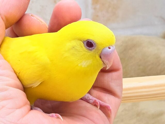 最新画像になります☆ハッピーイエロー💛🌼🎉 セキセイインコ(ルチノー) セキセイインコ