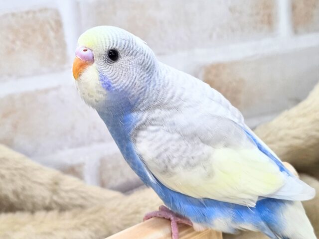 最新画像になります☆ごきげんよろしくて??麗しカラー💎✨ セキセイインコ(色変わり) セキセイインコ