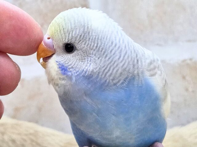 最新画像になります☆ごきげんよろしくて??麗しカラー💎✨ セキセイインコ(色変わり) セキセイインコ