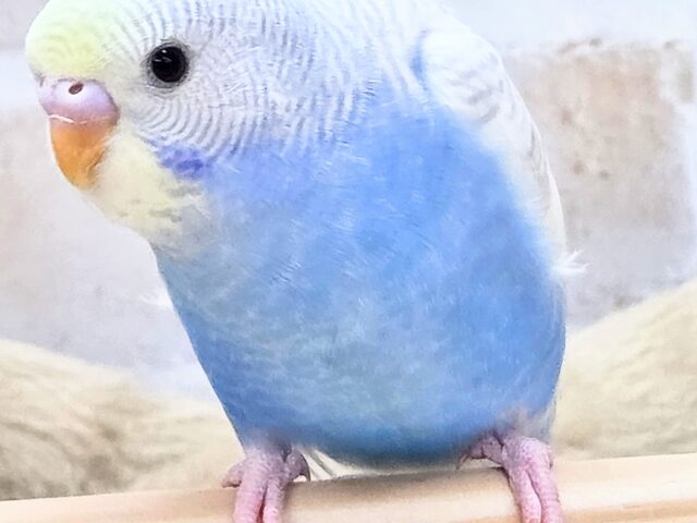 最新画像になります☆ごきげんよろしくて??麗しカラー💎✨ セキセイインコ(色変わり) セキセイインコ