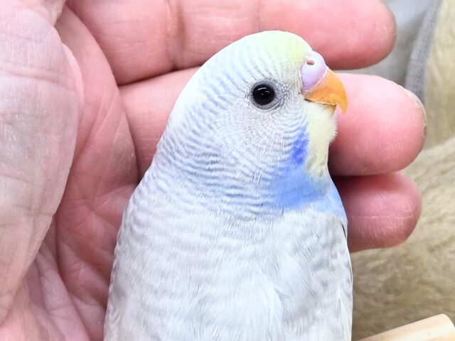 最新画像になります☆ごきげんよろしくて??麗しカラー💎✨ セキセイインコ(色変わり) セキセイインコ
