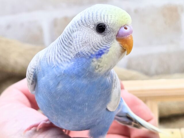 最新画像になります☆ごきげんよろしくて??麗しカラー💎✨ セキセイインコ(色変わり) セキセイインコ