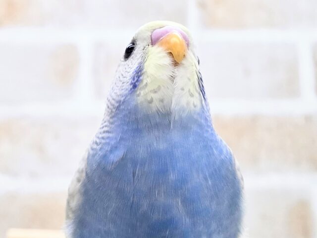 最新画像になります☆ごきげんよろしくて??麗しカラー💎✨ セキセイインコ(色変わり) セキセイインコ