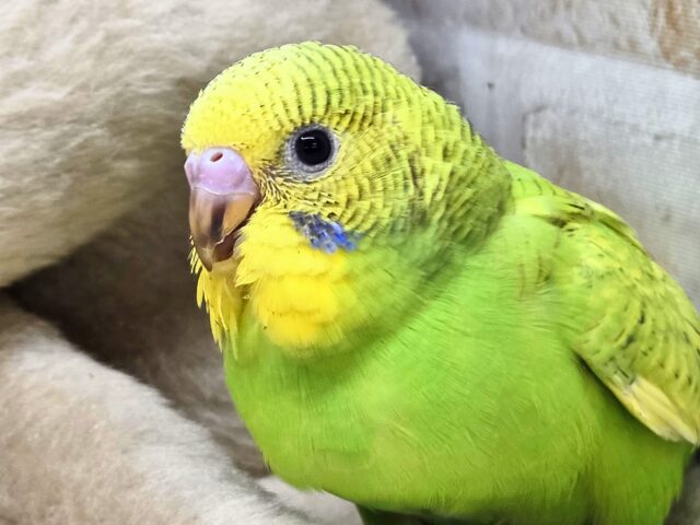 最新画像になります☆甘えるしあわせグリーン🍀🌟 セキセイインコ(スパングル) セキセイインコ