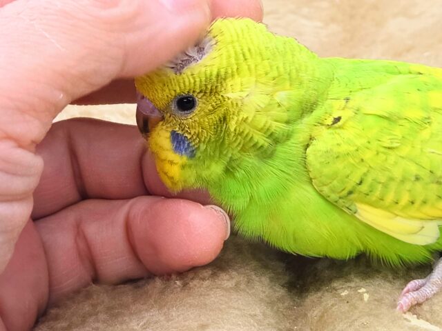 最新画像になります☆甘えるしあわせグリーン🍀🌟 セキセイインコ(スパングル) セキセイインコ