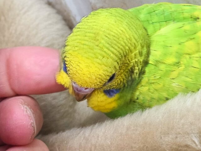 最新画像になります☆甘えるしあわせグリーン🍀🌟 セキセイインコ(スパングル) セキセイインコ