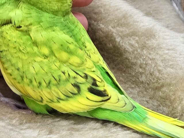 最新画像になります☆甘えるしあわせグリーン🍀🌟 セキセイインコ(スパングル) セキセイインコ