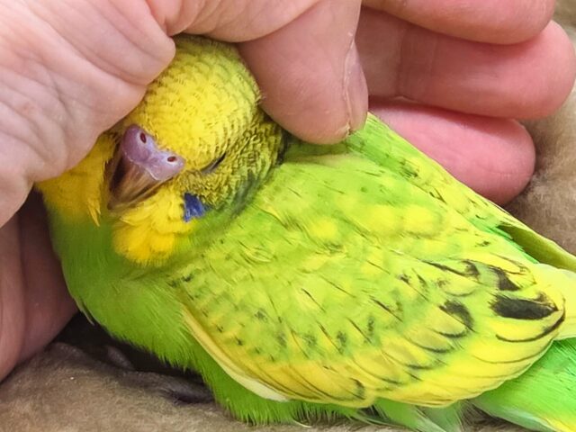 最新画像になります☆甘えるしあわせグリーン🍀🌟 セキセイインコ(スパングル) セキセイインコ