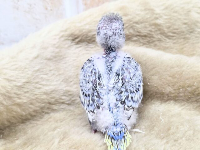 最新画像になります☆気ままさに、クスッと~~♪ セキセイインコ YFバイレットスパングル~~ セキセイインコ