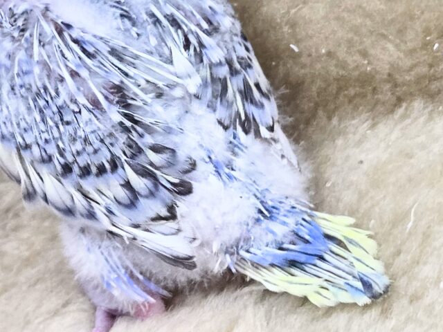 最新画像になります☆気ままさに、クスッと~~♪ セキセイインコ YFバイレットスパングル~~ セキセイインコ