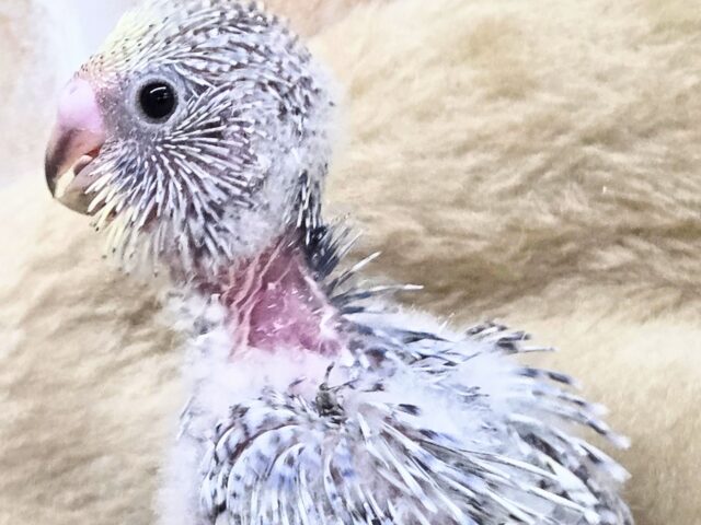 最新画像になります☆気ままさに、クスッと~~♪ セキセイインコ YFバイレットスパングル~~ セキセイインコ