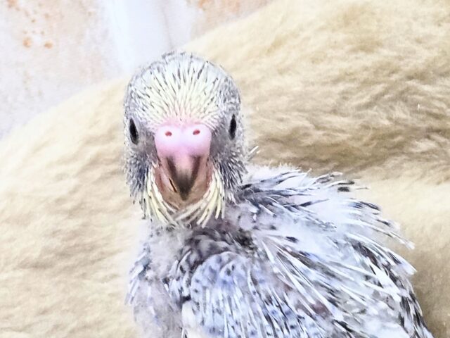 最新画像になります☆気ままさに、クスッと~~♪ セキセイインコ YFバイレットスパングル~~ セキセイインコ