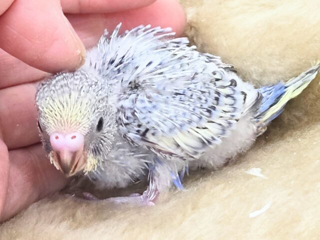 最新画像になります☆気ままさに、クスッと~~♪ セキセイインコ YFバイレットスパングル~~ セキセイインコ