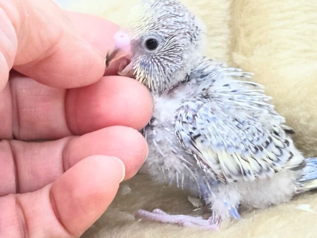 最新画像になります☆気ままさに、クスッと~~♪ セキセイインコ YFバイレットスパングル~~ セキセイインコ