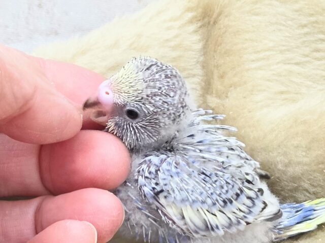 最新画像になります☆気ままさに、クスッと~~♪ セキセイインコ YFバイレットスパングル~~ セキセイインコ