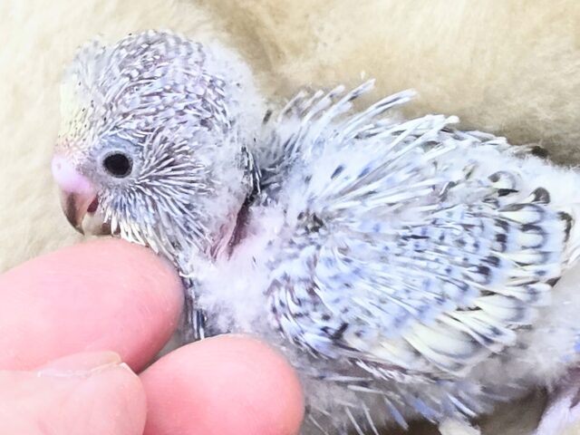 最新画像になります☆気ままさに、クスッと~~♪ セキセイインコ YFバイレットスパングル~~ セキセイインコ