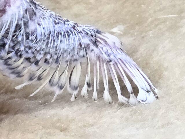 最新画像になります☆気ままさに、クスッと~~♪ セキセイインコ YFバイレットスパングル~~ セキセイインコ