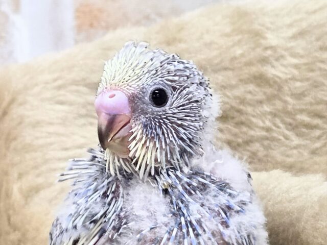 最新画像になります☆気ままさに、クスッと~~♪ セキセイインコ YFバイレットスパングル~~ セキセイインコ