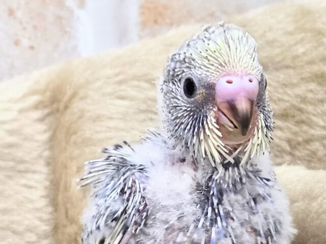 最新画像になります☆気ままさに、クスッと~~♪ セキセイインコ YFバイレットスパングル~~ セキセイインコ