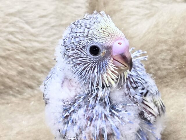 最新画像になります☆気ままさに、クスッと~~♪ セキセイインコ YFバイレットスパングル~~ セキセイインコ