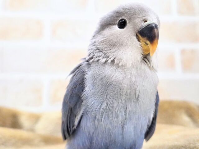 最新画像になります☆魅惑のムラサキ💜 コザクラインコ(バイオレット) コザクラインコ(小桜インコ)