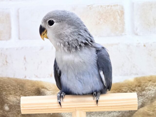 最新画像になります☆魅惑のムラサキ💜 コザクラインコ(バイオレット) コザクラインコ(小桜インコ)