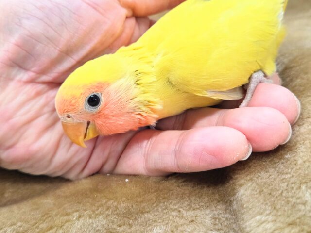 最新画像になります☆遊び仲間、募集ちゅう~😍 コザクラインコ(ゴールデンチェリー) コザクラインコ(小桜インコ)