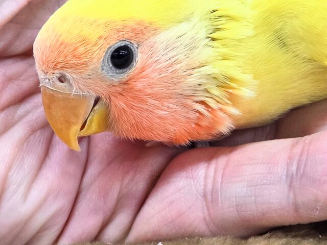 最新画像になります☆遊び仲間、募集ちゅう~😍 コザクラインコ(ゴールデンチェリー) コザクラインコ(小桜インコ)