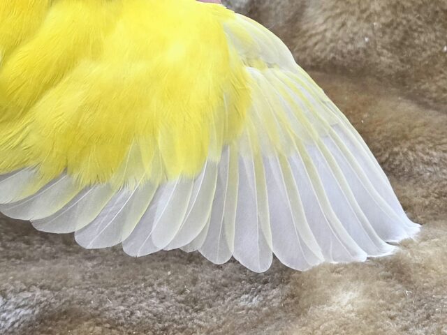 最新画像になります☆遊び仲間、募集ちゅう~😍 コザクラインコ(ゴールデンチェリー) コザクラインコ(小桜インコ)
